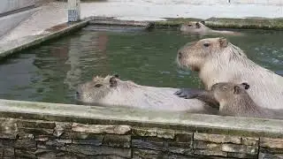 Andre Wants Marie But Overactive Daughter Ekaterina Interferes at Sodegaura Zoo