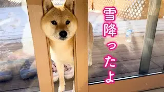 久しぶりに雪を見て嬉しくて家族を雪遊びに誘う柴犬が可愛い
