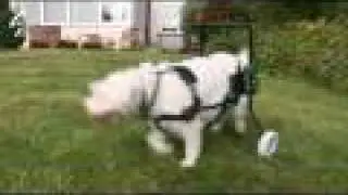Special Needs Pets | Trailer | Channel 4