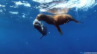 Sea lion eating a mola mola