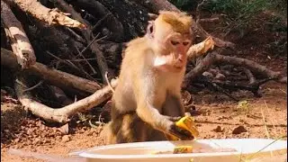Monkey play game - wild monkey zone .animal lover.monkey feeding video