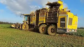 Sugarbeeting, with  ropa tiger, in Suffolk 