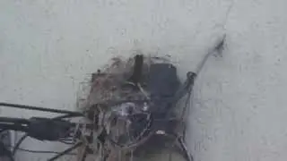 Bemtevizinho fazendo ninho em Piracicaba