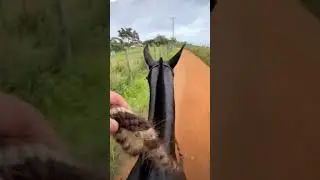 &Eacute;gua marcha picada pelagem preta mangalarga marchador