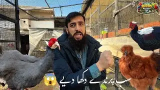Aj pori aviary ka visit krwa dia sub birds to dhika dia aj 🦚🦚