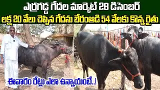 ఎర్రగడ్డ గేదల మార్కెట్ ఈవారం రేట్లు ఎలా ఉన్నాయంటే..! | Erragadda Buffalo Market | Kiran TV Rythu