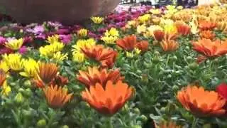 Brambridge Garden Centre