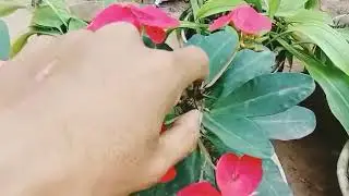 #Plants pia🏡