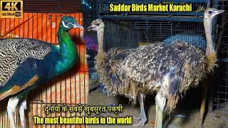 Saddar Exotic Birds Market 2023 Karachi | The Most Beautiful Birds In The World | الطيور والببغاوات