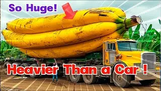 Top10 Colossal Fruits and Vegetables! The First One is Heavier Than a Car