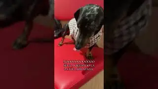 Mi salchicha no se sabe poner la chaqueta #paratiespa&ntilde;a #perros #foryou #foryoupage