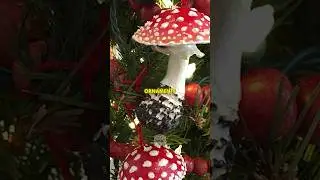 Was Santa a Mushroom-Worshipping Shaman? 🍄