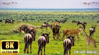 4K African Animals Mudumu National Park - Amazing African Wildlife Footage with Real Sounds