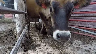 Ep. 45  The Curious Case of the CROSS-LEGGED COW