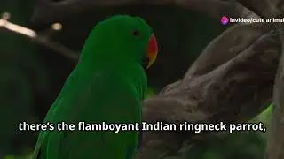 Skyward Soar: Birdwatching in Pakistan's Skies #Pakistan