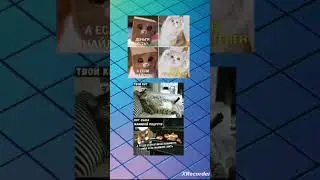 Мемы#коты#смешно#мем#mems#mem