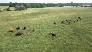 230616Drone cows2