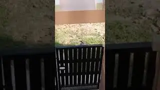 How to save Birds from Summer | Thirsty Bird drinking water in my house