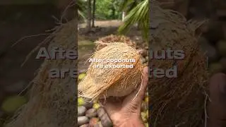 Coconut export in seven steps 🥥 | #coconut #agriculture #trending #export #shorts
