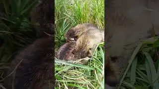 baghor puwali