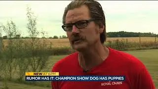 Championship show dog Rumor has puppies