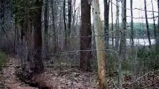 Taiga Biome