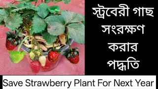 How To Save Strawberry Plant For Next Year ।। স্ট্রবেরী গাছ সংরক্ষণ করার পদ্ধতি