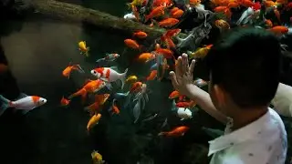Paris Aquarium offers sanctuary to 600 goldfish