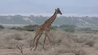 safari tanzanie2025