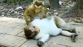 Rose monkey sit massage her husband very sweetly