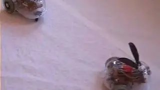 Robbits