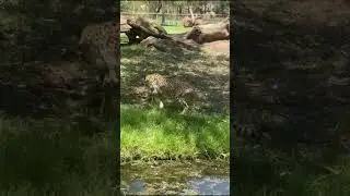 Cheetah in Action ⚡ | World&rsquo;s Fastest Animal at Taronga Zoo