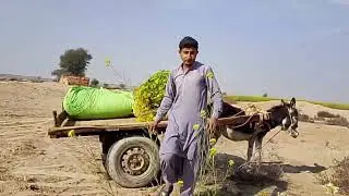 Like comment subscribe please Dali vlog 
