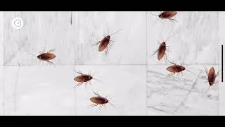 CAT and DOG games - Cockroach for them
