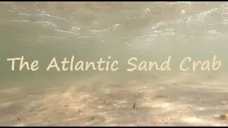 Atlantic Sand Crab
