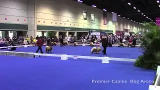 Dog Conformation Arenas - 2012 AKC Dog Championships Orlando Florida