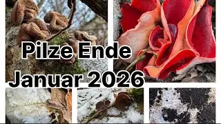 Pilze Ende Januar 2026