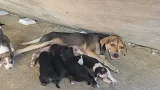 I feel sorry for all these dogs.
