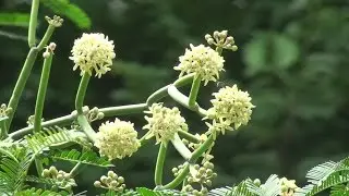 Sarcostemma viminale