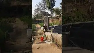 her child is no more #monkey #monkeyvideo #shortvideo #ytshorts