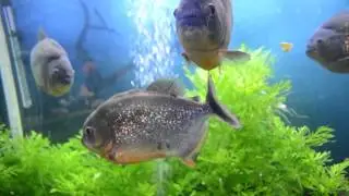Pygocentrus nattereri