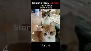 Top 5 funnies cat videos part 14