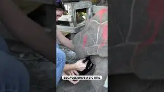 How to X-Ray a Giant Tortoise