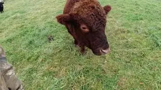 Why Ultra high density grazing is not for everyone, according to Murphy.