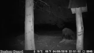 Real Night Vision Scouting outdoor Hunting Trail Cameras BG 526 940nm IR with 12 months standby time