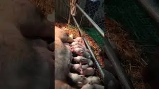 Mother giving milk #shortvideo #piglets#cutepiglets @Maslailifestyle