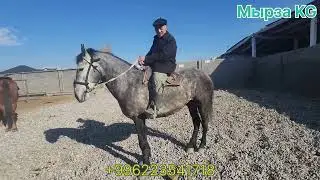 Улагына гарантия Аксакалдын Кок аты 11 январь 2026 жыл 