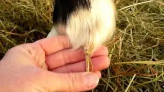 wolfsklauw bij pony