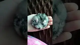 Cute hamster washing itself |Funny animals |Funny videos