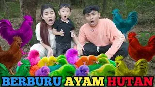 BERBURU AYAM HUTAN WARNA WARNI RAFASYAH FAMILY